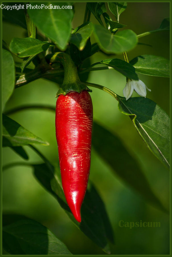 Pepper, Produce, Vegetable, Bell Pepper, Cherry, Fruit, Blossom