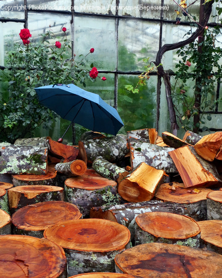 Agaric, Amanita, Fungus, Mushroom, Plant, Lumber, Umbrella