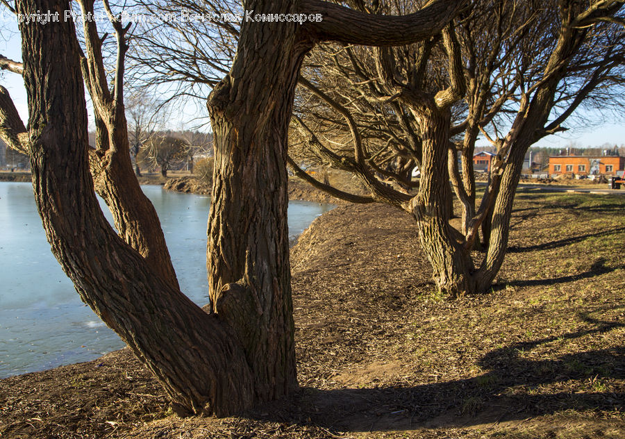 Tree Trunk, Plant, Tree, Willow, Oak, Wood, Downtown