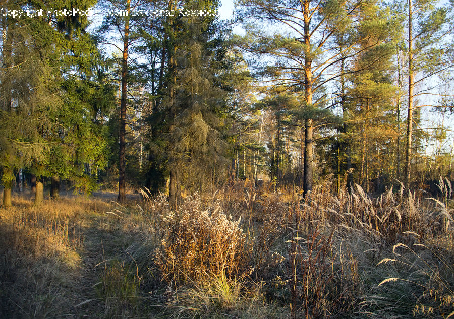 Conifer, Fir, Plant, Tree, Forest, Vegetation, Field