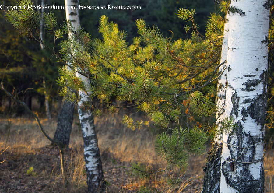 Birch, Tree, Wood, Conifer, Fir, Plant, Pine