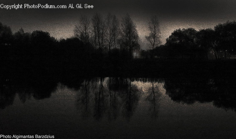 Land, Marsh, Pond, Swamp, Water, Blossom, Flora