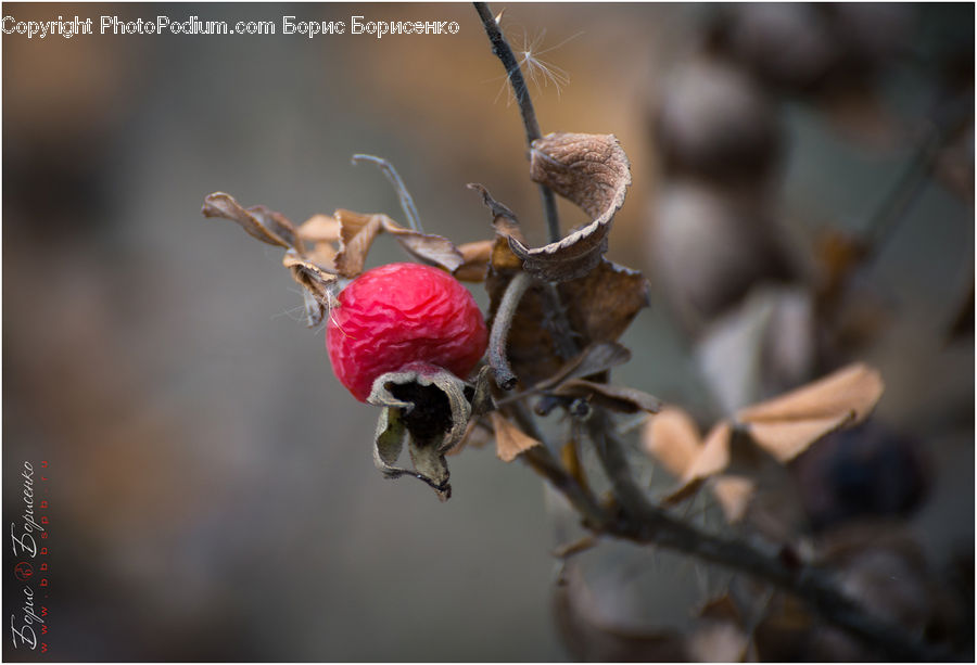 Hip Fruit, Fruit, Raspberry, Apidae, Bee, Bumblebee, Insect