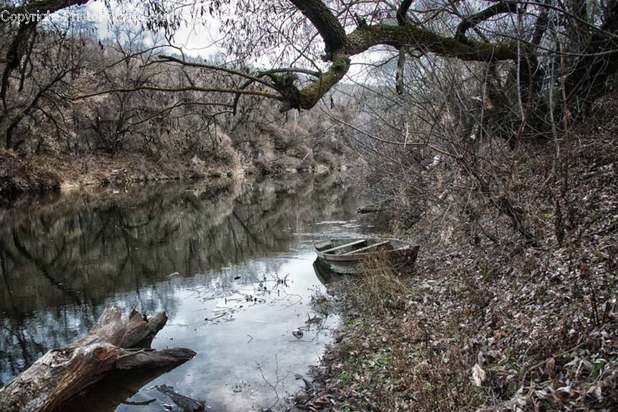 Creek, Outdoors, River, Water, Forest, Grove, Land