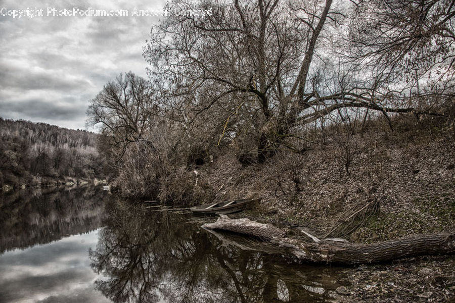 Plant, Tree, Oak, Wood, Forest, Grove, Land