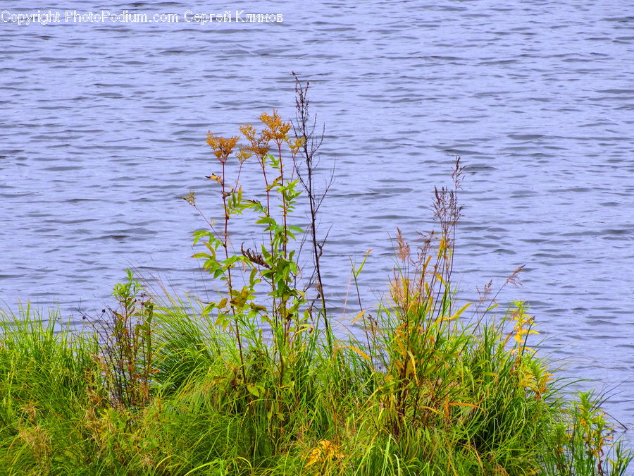 Field, Grass, Grassland, Plant, Land, Marsh, Outdoors