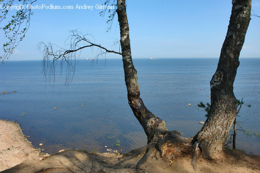 Coast, Outdoors, Sea, Water, Beach, Cliff, Tree Trunk