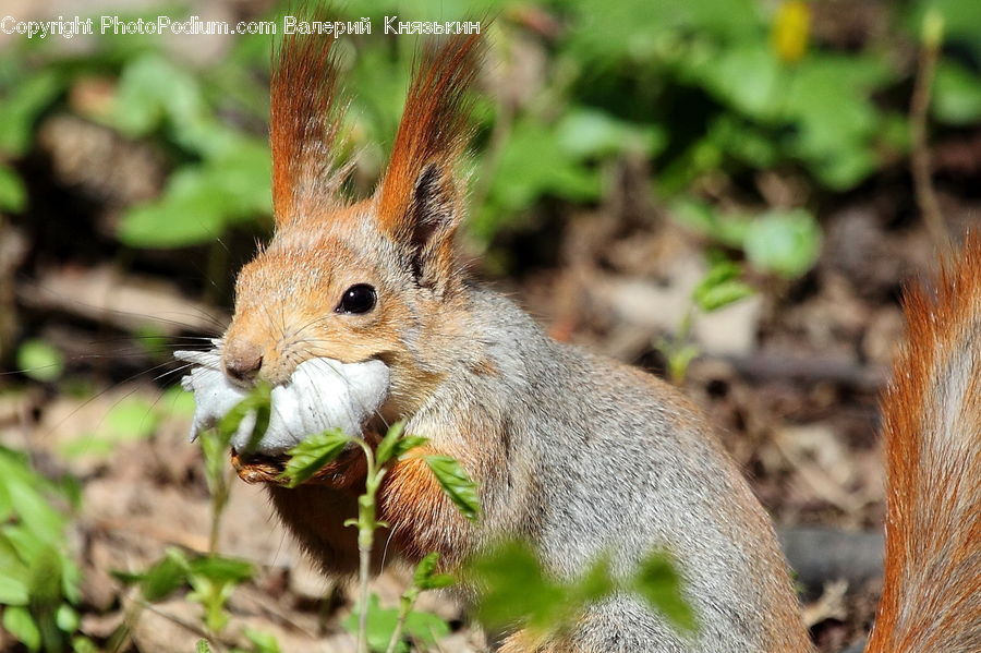 Animal, Mammal, Rodent, Squirrel, Plant, Eating, Arecaceae