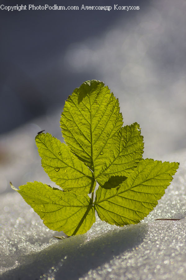 Leaf, Plant, Maple, Maple Leaf, Blossom, Flora, Flower