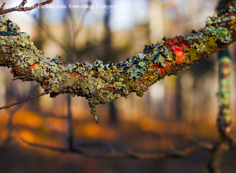 Oak, Sycamore, Tree, Tree Trunk, Wood, Art, Plant