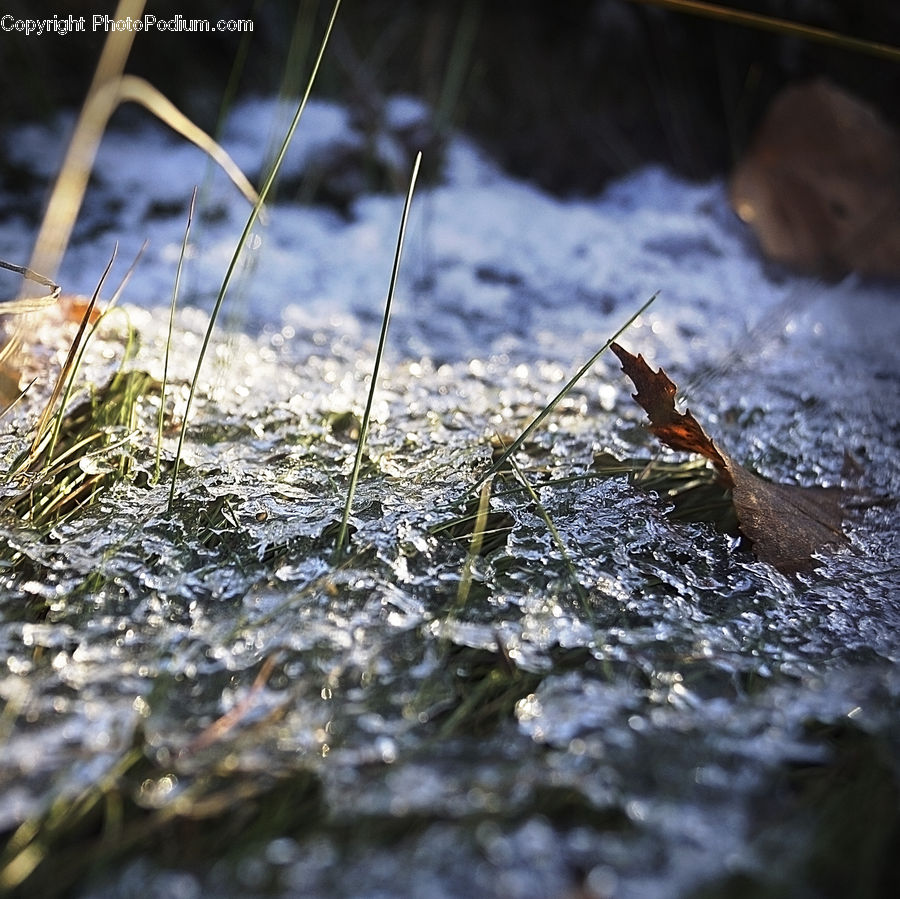 Cricket Insect, Grasshopper, Animal, Hamster, Mammal, Rodent, Water