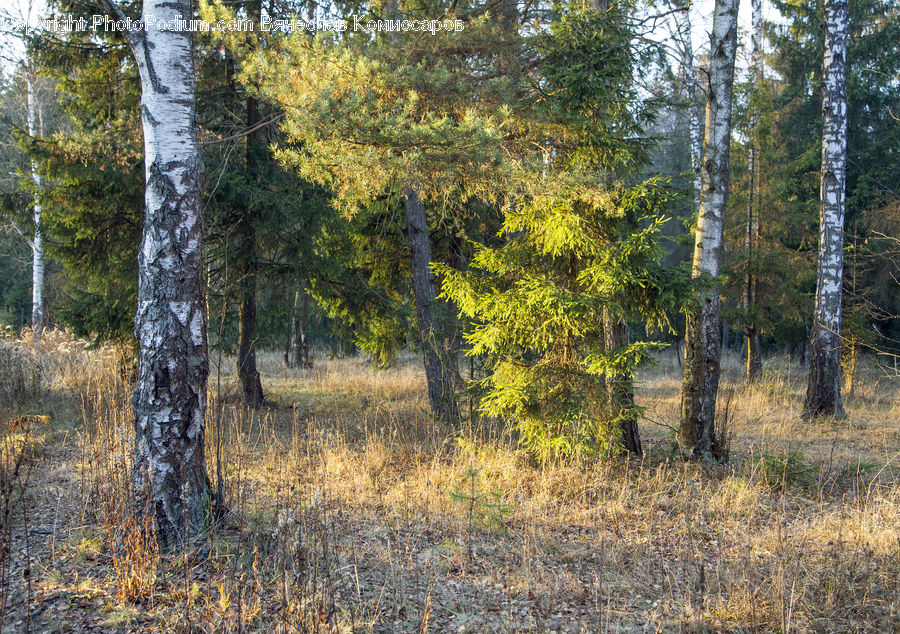 Birch, Tree, Wood, Forest, Vegetation, Grove, Land