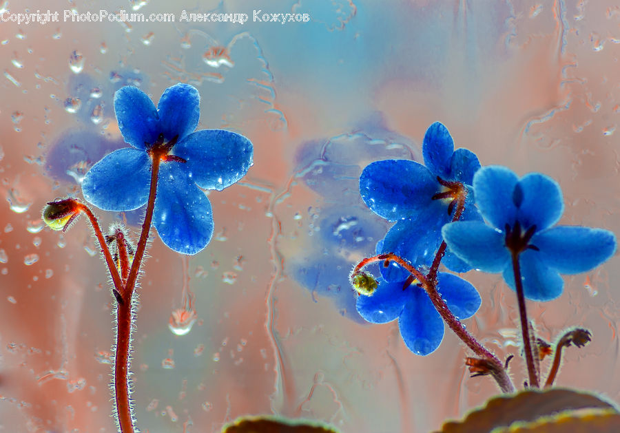 Blossom, Flora, Flower, Geranium, Plant, Violet, Lilac