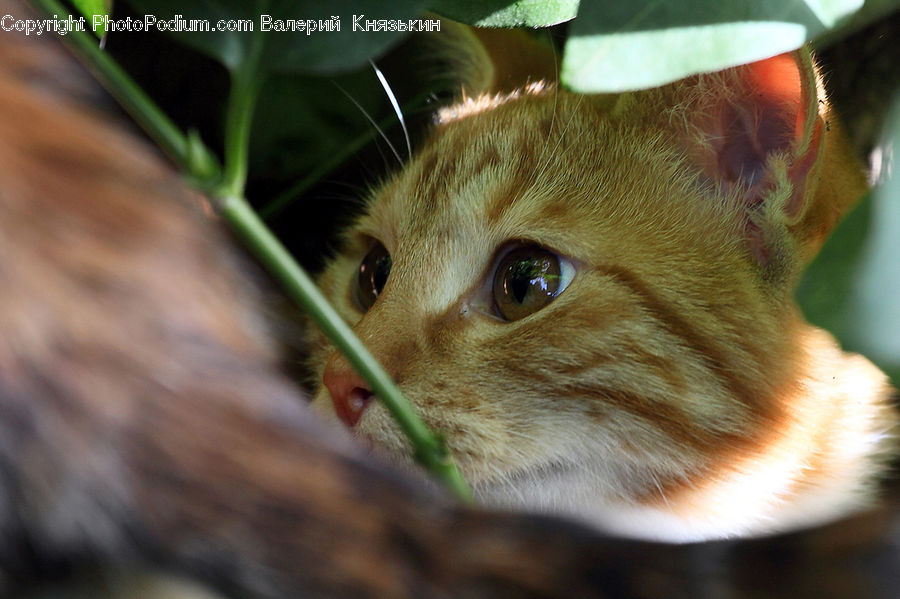 Animal, Cat, Mammal, Pet, Kitten, Abyssinian, Field