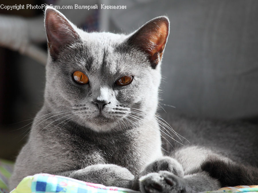 Abyssinian, Animal, Cat, Mammal, Pet, Kitten