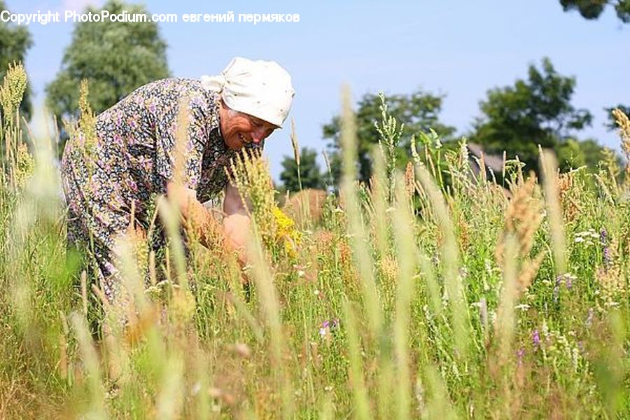 Field, Grain, Grass, Plant, Wheat, Potted Plant, Countryside