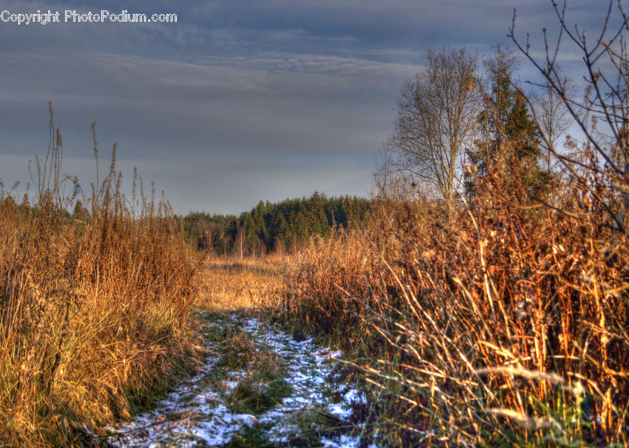 Field, Grass, Grassland, Plant, Reed, Land, Marsh