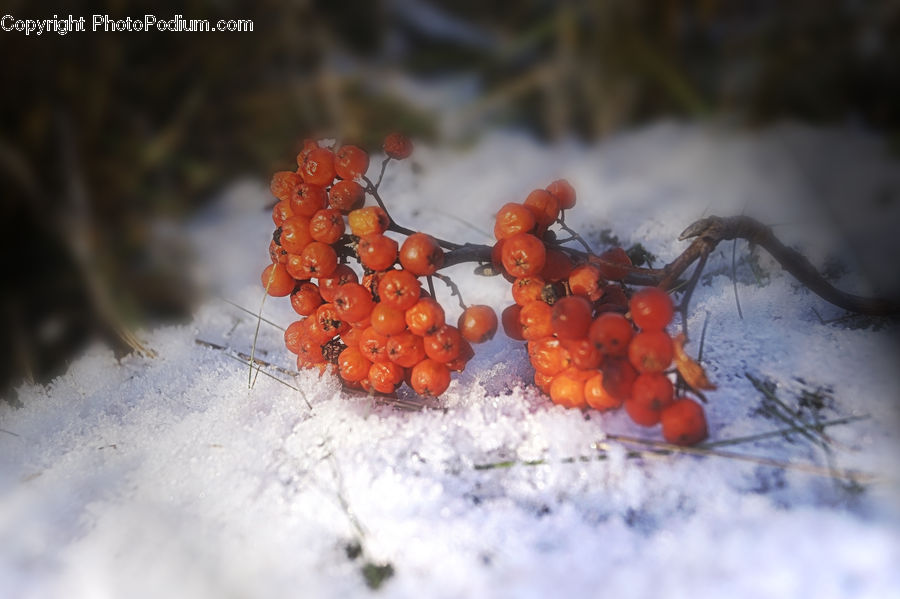 Fruit, Persimmon, Carrot, Root, Vegetable, Piste, Skiing