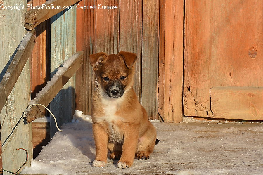 Animal, Canine, Dog, Mammal, Pet, Puppy, Papillon