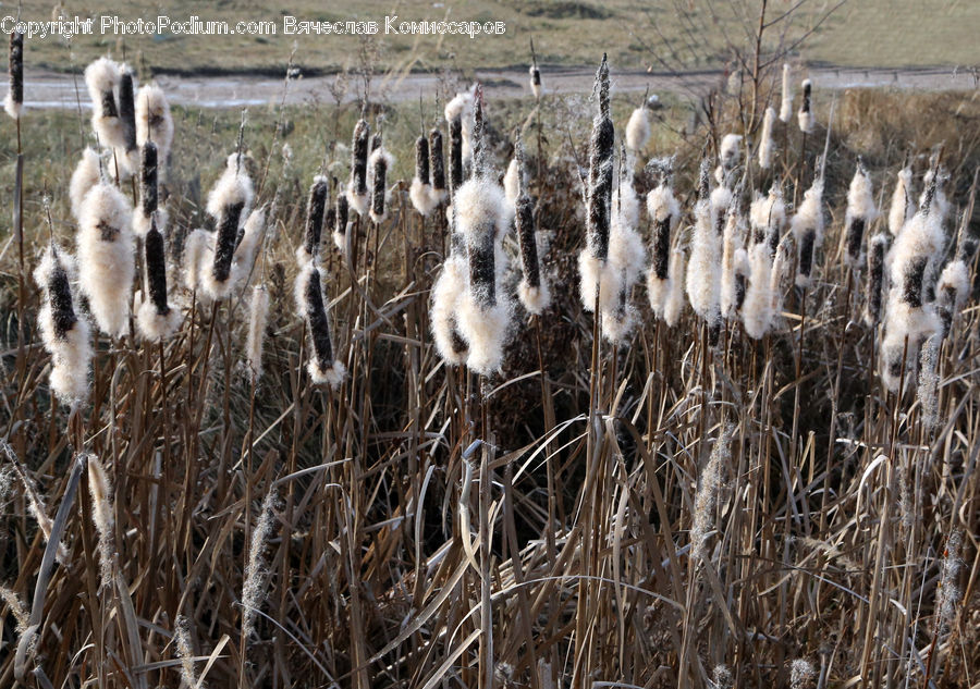 Grass, Plant, Reed, Bird, Crane Bird, Heron, Field