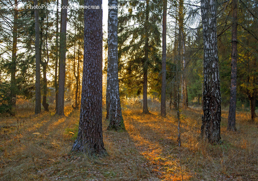 Forest, Vegetation, Grove, Land, Conifer, Fir, Plant