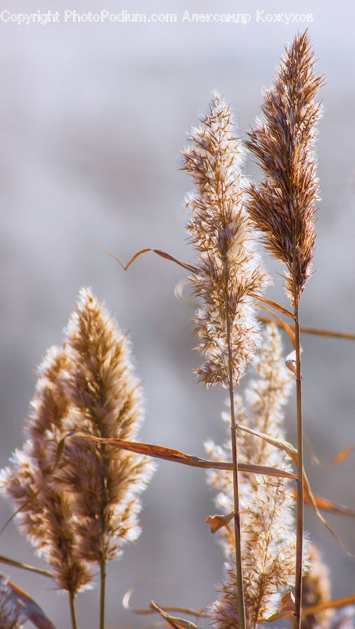 Grass, Plant, Reed, Conifer, Fir, Tree, Field