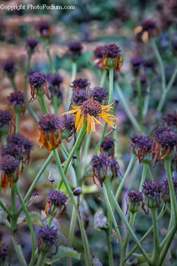 Blossom, Flora, Flower, Plant, Asteraceae, Lilac, Conifer