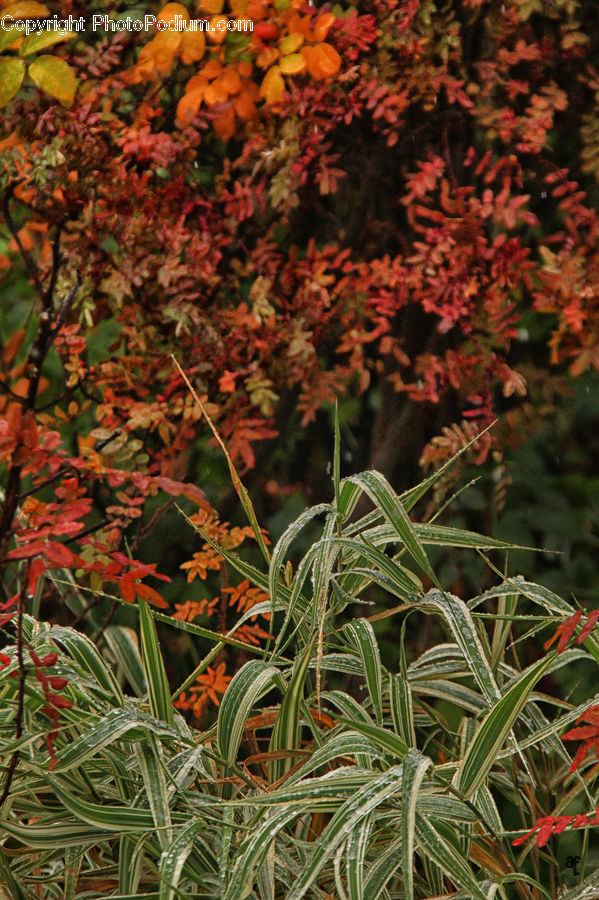 Maple, Tree, Wood, Aloe, Plant, Blossom, Flora