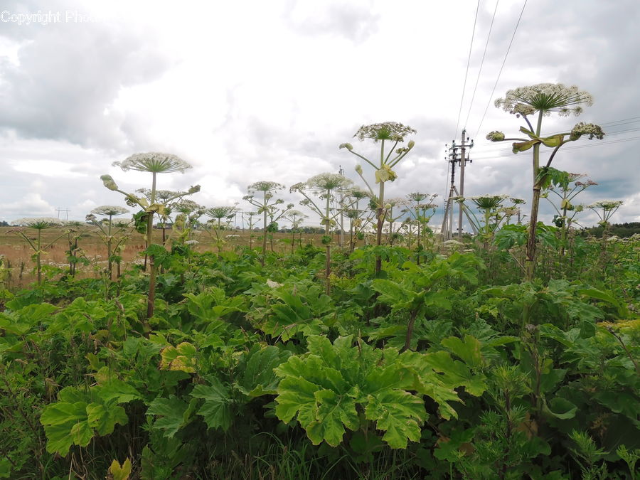 Apiaceae, Blossom, Plant, Vegetation, Flora, Flower, Field