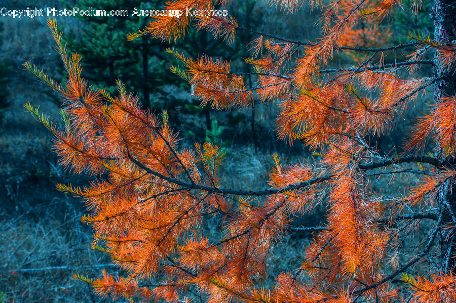 Conifer, Fir, Plant, Tree, Larch, Wood, Art