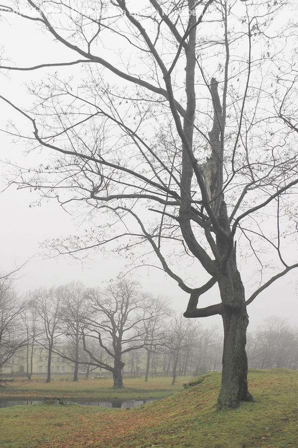 Plant, Tree, Oak, Wood, Countryside, Outdoors, Forest