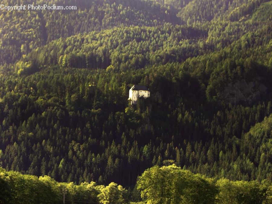 Conifer, Fir, Plant, Tree, Forest, Vegetation, Pine