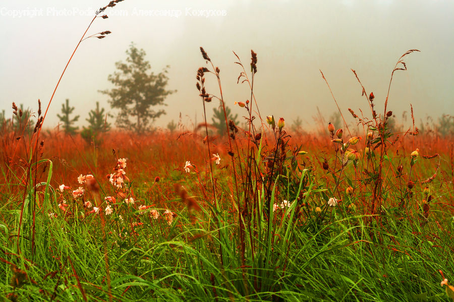 Field, Grass, Grassland, Plant, Land, Outdoors, Reed