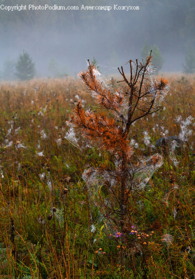 Blossom, Flora, Flower, Plant, Field, Grass, Grassland