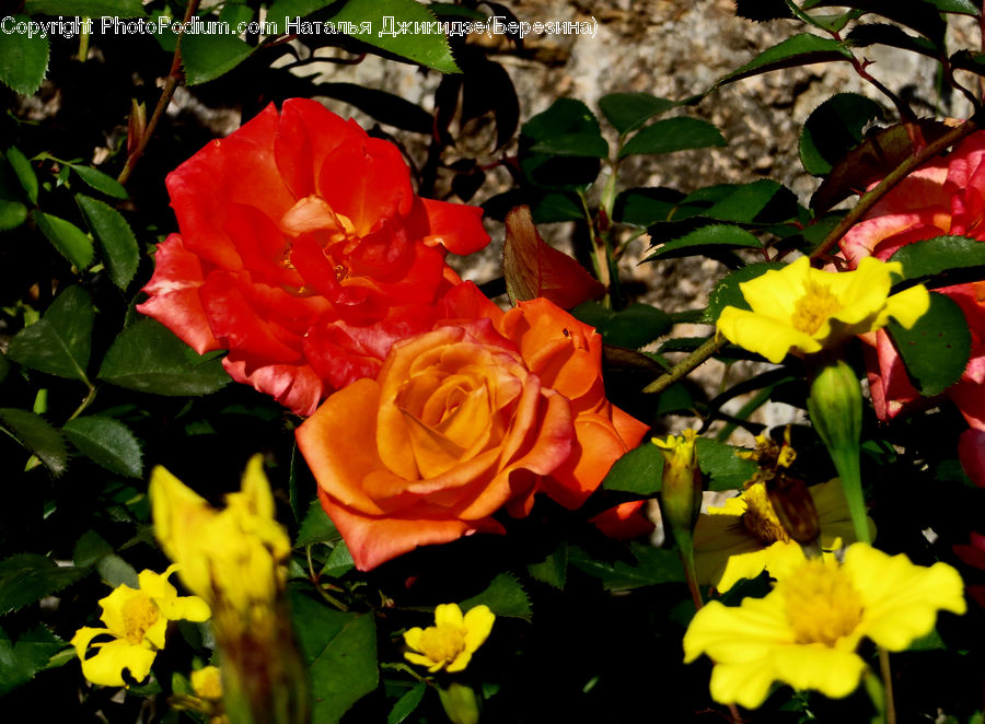 Blossom, Flower, Plant, Rose, Flora, Geranium, Gladiolus