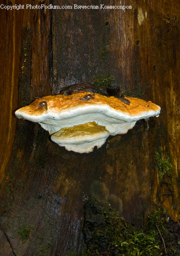 Agaric, Amanita, Fungus, Mushroom, Plant, Forest, Jungle