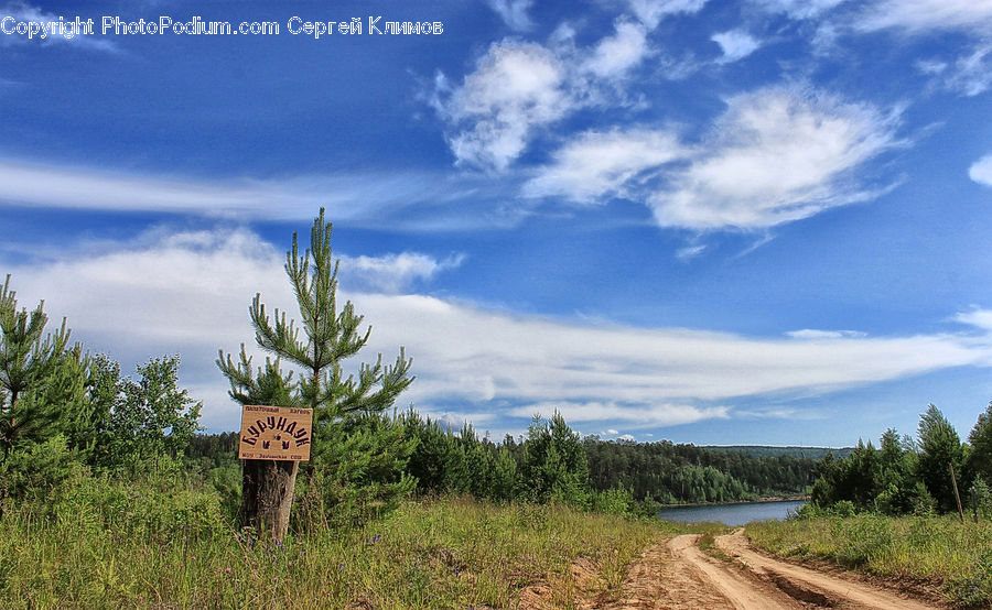 Dirt Road, Gravel, Road, Conifer, Fir, Plant, Tree