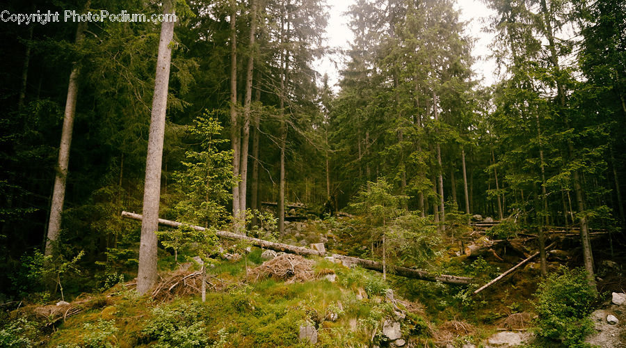 Forest, Vegetation, Moss, Plant, Conifer, Fir, Tree