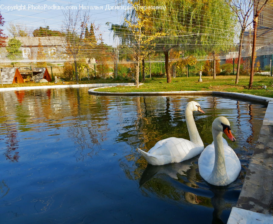 Bird, Waterfowl, Goose, Swan, Beak, Hotel, Resort