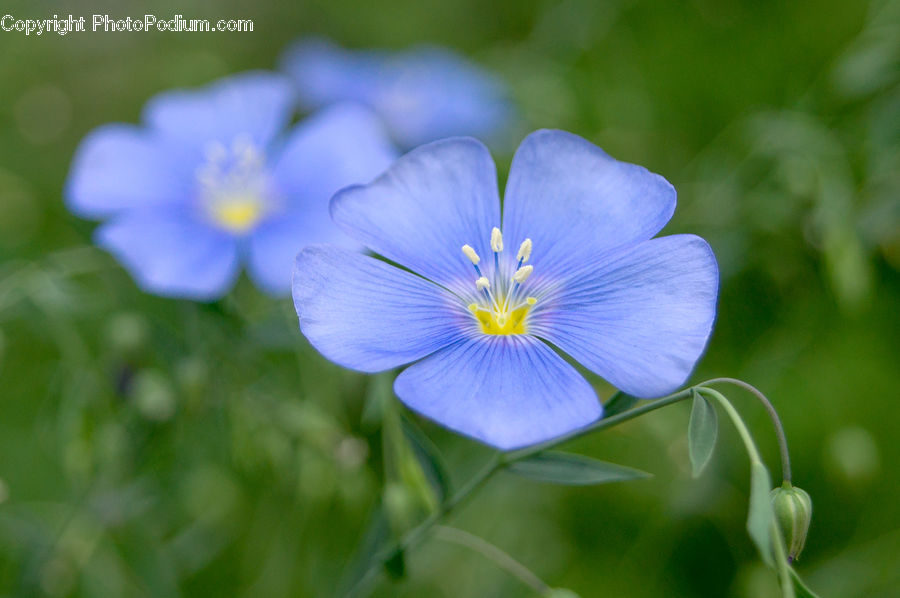 Fiber, Flax, Flora, Flower, Plant