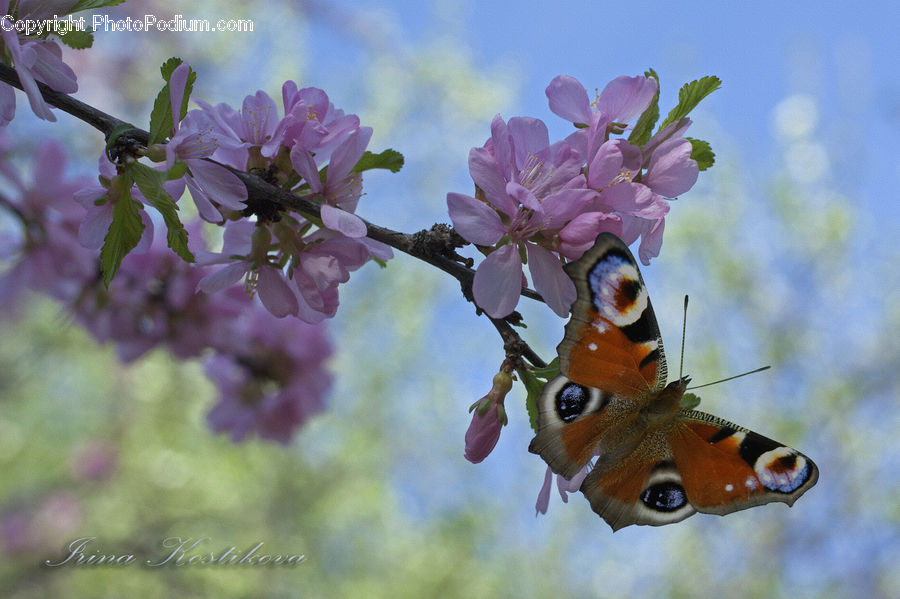 Butterfly, Insect, Invertebrate, People, Person, Human, Blossom