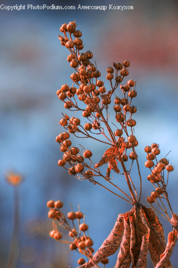 Blossom, Cherry Blossom, Flower, Flora, Plant, Conifer, Fir