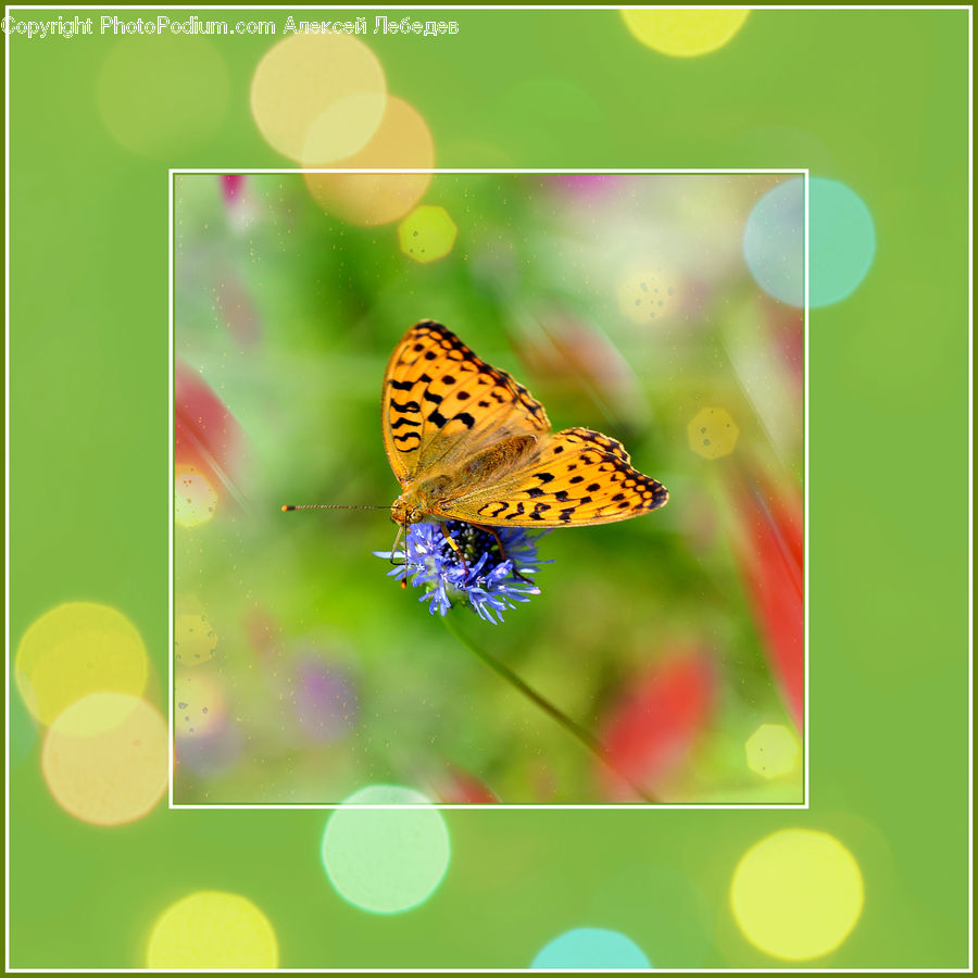 Butterfly, Insect, Invertebrate, Calendar, Text, Blossom, Flora