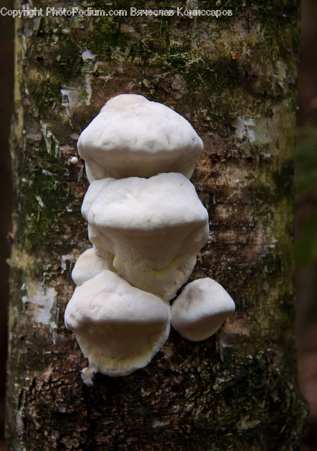 Agaric, Amanita, Fungus, Mushroom, Plant, Bird, Puffin