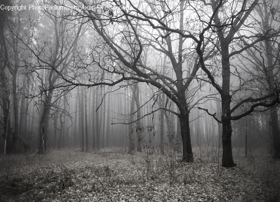 Plant, Tree, Forest, Grove, Land, Vegetation, Oak