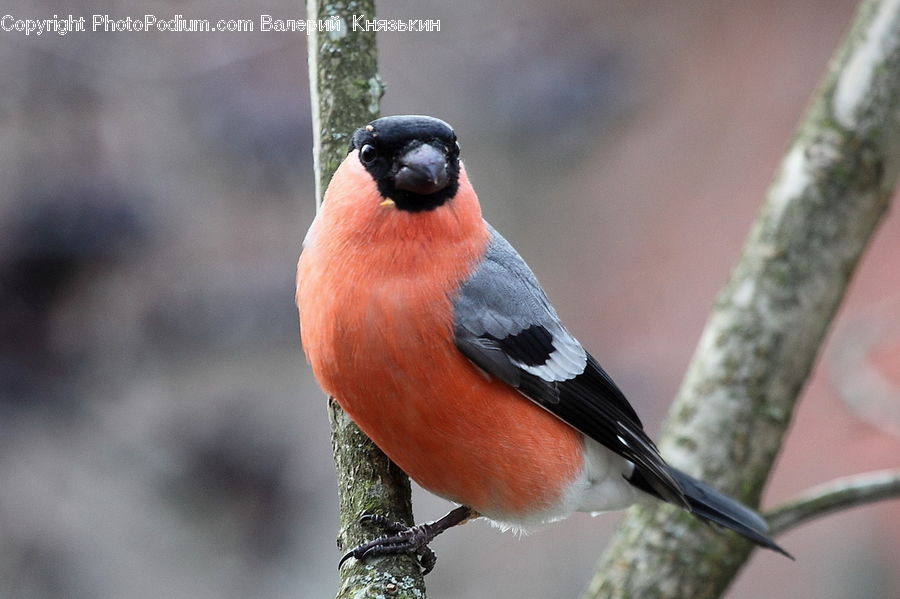 Beak, Bird, Bishop, Cardinal, Finch, Priest