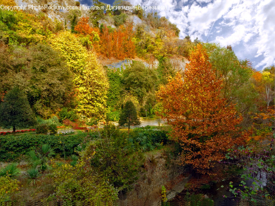 Conifer, Fir, Plant, Tree, Bush, Vegetation, Blossom