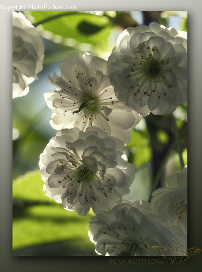 Blossom, Flora, Flower, Plant, Geranium, Daffodil, Cherry Blossom