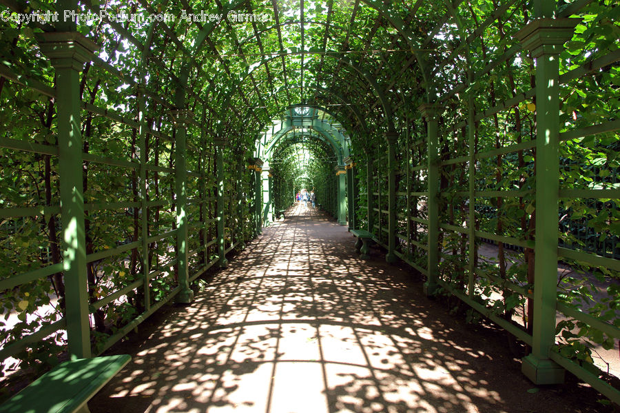 Path, Road, Walkway, Patio, Pergola, Porch, Plant