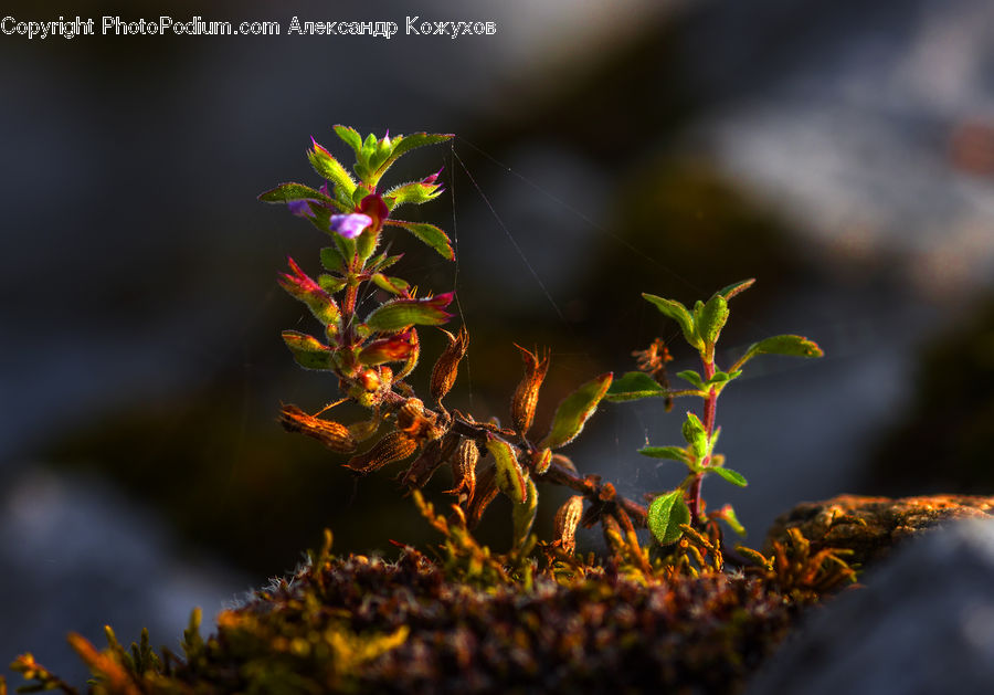 Conifer, Fir, Plant, Tree, Moss, Larch, Wood